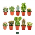 Miniatyrbild 1 av 2: 10 olika kaktusar 5,5 cm kruka i ett set