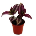 Miniatyrbild 1 av 2: Mini-växt Tradescantia Purple Dreimasterblume Wasserhexe Ideal för små skålar och glas Baby-planta i 5,5 cm kruka