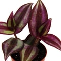 Miniatyrbild 2 av 2: Mini-växt Tradescantia Purple Dreimasterblume Wasserhexe Ideal för små skålar och glas Baby-planta i 5,5 cm kruka
