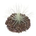 Miniatyrbild 4 av 4: Tillandsia magnusiana - bulkväxt