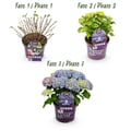 Miniatyrbild 2 av 5: Exotiskt hjärta - Hortensia - Hydrangea Forever & Ever - Blå - 7-12 blommor - kruka 23cm