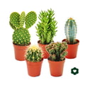 Miniatyrbild 1 av 2: 5 olika kaktusar i set - 5,5cm kruka