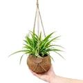 Miniatyrbild 2 av 2: Kokodama - Chlorophytum i Kokodama-behållare för hängning - Grönlilja - ca. 15cm