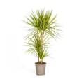 Miniatyrbild 1 av 2: Dracaena marginata "Sunray" - Solstråle - höjd 100-110cm