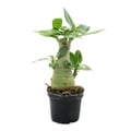 Miniatyrbild 2 av 2: Liten ökenros, adenium, överraskningsfärg, kruka 9 cm