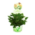 Miniatyrbild 1 av 2: Géranium "Limone" parfym - Pelargonia odorata Hybr. Kruka 12cm