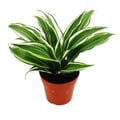Miniatyrbild 2 av 2: Drachenbaum -cfragrans White Jewel - 12cm kruka - vit-gröna blad