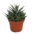 Miniatyrbild 1 av 2: Haworthia fasciata - Zebra-Haworthie - i 10,5 cm kruka