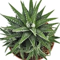 Miniatyrbild 2 av 2: Haworthia fasciata - Zebra-Haworthie - i 10,5 cm kruka