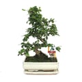 Miniatyrbild 2 av 2: Bonsai Fukientee - Carmona microphylla - ca. 10 år
