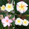 Miniatyrbild 2 av 2: Hawaiianskt tempelträd - plumeria - överraskningsfärg