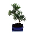 Miniatyrbild 4 av 4: Bonsai Stenbarr - Podocarpus macrophyllus - ca. 8 år