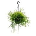 Miniatyrbild 1 av 2: Urban Jungle Elegance - Modern kaktusampel med fantastisk bladstruktur - Rhipsalis pulchra - 15cm