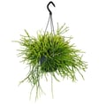 Miniatyrbild 2 av 2: Urban Jungle Elegance - Modern kaktusampel med fantastisk bladstruktur - Rhipsalis pulchra - 15cm