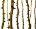 Miniatyrbild 2 av 2: A.S. Creation Tapet kollektion Atelier 47 DD117865 Skog & Plante Grön