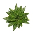 Miniatyrbild 2 av 2: Succulente - Gasteria D Tiga - Gasterie - kruka 8.5cm