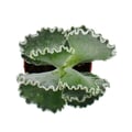 Miniatyrbild 3 av 4: Cotyledon undulata - silver crown - saftigt skal - i kruka 8,5 cm