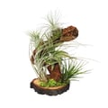Miniatyrbild 1 av 2: Tillandsia på trädrot - stor - 5 plantor