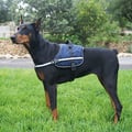 Miniatyrbild 3 av 4: Aktiv sele BLUE HARNESS XL