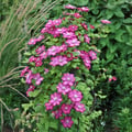 Miniatyrbild 3 av 6: Exotiskt hjärta - Klätterväxter - Clematis Ville de Lyon - Set om 2 - kruka 11cm