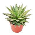 Miniatyrbild 1 av 2: Aloe arristata - liten suckulentväxt i kruka på 5,5 cm