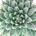 Miniatyrbild 2 av 2: Aloe arristata - liten suckulentväxt i kruka på 5,5 cm