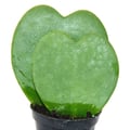 Miniatyrbild 2 av 2: Hoya kerii - hjärtbladsväxt, hjärtväxt eller lilla älskling - dubbelt hjärta i 6cm kruka