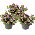 Miniatyrbild 3 av 3: Magiska klockor - mini hängande petunia - Calibrachoa - 12 cm kruka - set med 3 plantor - tvåfärgad lila-gul