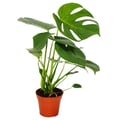 Miniatyrbild 2 av 2: Monstera deliciosa - fönsterblad - 12 cm kruka - ca. 30-35 cm hög