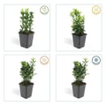 Miniatyrbild 3 av 6: Marktäcke - Krypfuskar - Euonymus japonicus 'Green Spire' - 9cm kruka - Set med 6 växter
