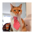 Miniatyrbild 3 av 3: Halsband för husdjur katt hund kostym vit och röd randig