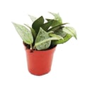 Miniatyrbild 2 av 2: Miniplanta - Hoya krohniana - porslinsblomma - Perfekt för små skålar och glas - Liten planta i 5,5 cm kruka