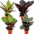 Miniatyrbild 1 av 3: Set med 4 ögonskuggor - snyggt lövmönster - Calathea - ca. 50 cm hög