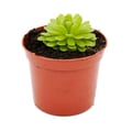 Miniatyrbild 4 av 4: Köttätande växt - Pinguicula esseriana - Kruka 9cm