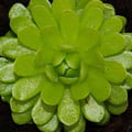 Miniatyrbild 2 av 4: Köttätande växt - Pinguicula esseriana - Kruka 9cm