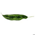 Miniatyrbild 2 av 2: Aglaonema Greyhound - Färgglad axtråd - Originalvarianter - 12cm - höjd cirka 25-30cm