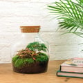Miniatyrbild 2 av 2: Flaskträdgård "Little Joe" - Terrarium för växter DIY - höjd 21,5 cm