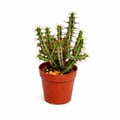 Miniatyrbild 2 av 2: Euphorbia aeruginosa - Euphorbia - liten växt i kruka 5,5cm