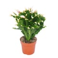 Miniatyrbild 5 av 6: Julkaktus - Schlumbergera - Set med 3 växter