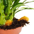 Miniatyrbild 2 av 3: Ormbunke - Aglaomorpha coronans "Jim" - kruka 17cm