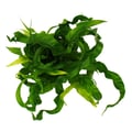 Miniatyrbild 2 av 2: Asplenium antiquum Hurricane - Speciella sorters ormbunkar för rummet - boormbunk - kruka 17cm - höjd ca 30-40cm