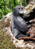 Miniatyrbild 4 av 4: Wudimals - Gorillafigur av trä - K-PLAY