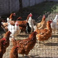 Pikkukuva 2 / 2: Tenax Muovinen Cintoflex M 1,50 x 100 m Musta, Aita eläimille ja pihalle, Maatalousaidat