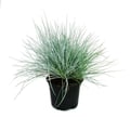Miniatyrbild 2 av 2: Blå fetvåle - Festuca glauca - set med 6 växter - kruka med 9cm