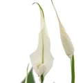 Miniatyrbild 2 av 2: Spathiphyllum, enkelblad, "Sweet Chico", 13cm kruka
