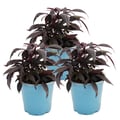 Miniatyrbild 1 av 2: Sötpotatis - rabatt och balkongväxt - Ipomoea batatas - 12cm - set med 3 plantor - lila