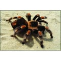 Miniatyrbild 3 av 3: Tarantula - Metallmodell