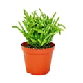 Miniatyrbild 2 av 2: Sukulentväxt - Crassula lycopodioides - mussvans - i kruka 8,5 cm