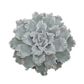 Miniatyrbild 2 av 2: Echeveria "Crispy Beauty" - Lättskött suckulent - kruka 12cm