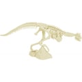 Miniatyrbild 2 av 4: Paleontologikit - ULYSSE - Vélociraptor - Verktyg ingår - Skelettmontering - Från 6 år